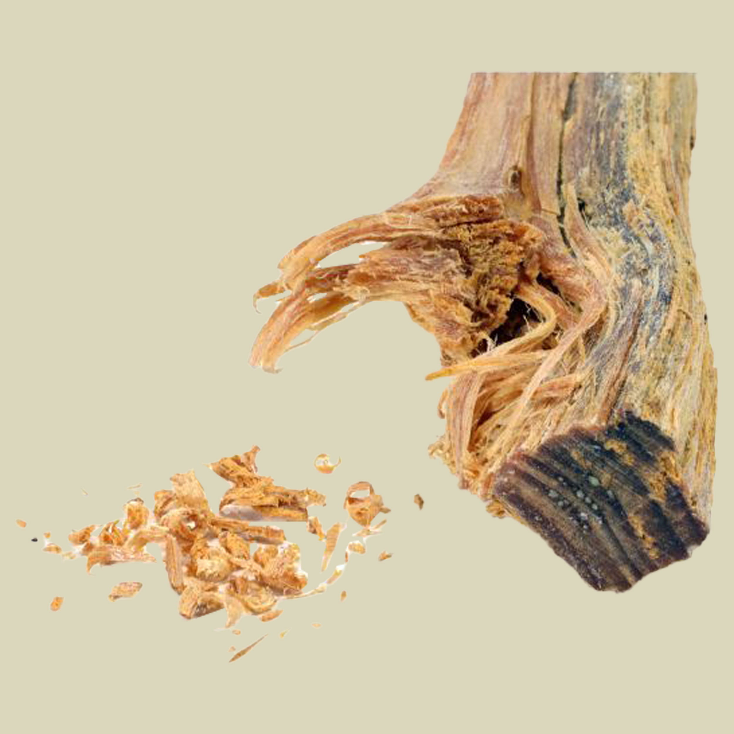 Fatwood 'Maya Stick' ca 1 kg